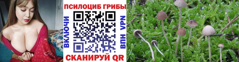 Галлюциногенные грибы Magic Shrooms  Купить где  Кизилюрт 